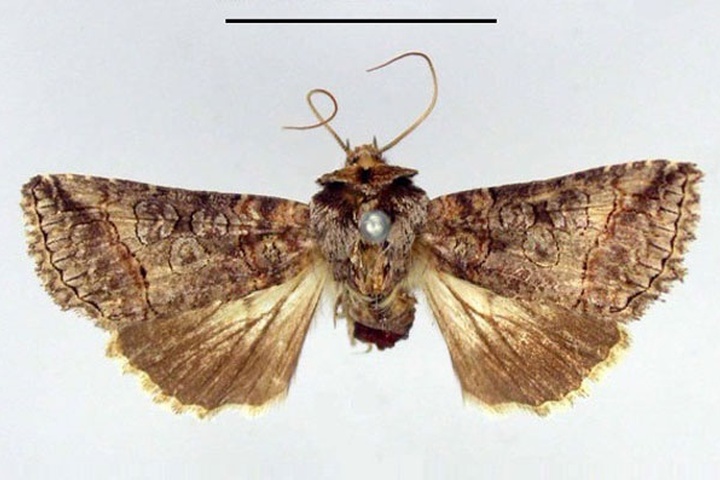 /filer/webapps/moths/media/images/B/bicyclata_Abrostola_HT_ZMHB.jpg
