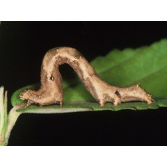 /filer/webapps/moths/media/images/C/caffraria_Acontia_C_Roland.jpg