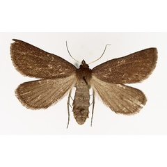 /filer/webapps/moths/media/images/D/distriga_Acanthodelta_AF_TMSA_01.jpg