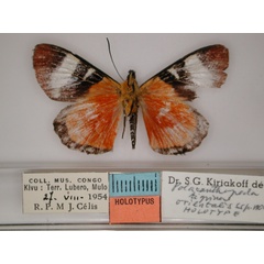 /filer/webapps/moths/media/images/O/orientalis_Aegocera_HT_RMCA_02.jpg