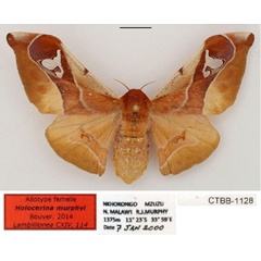 /filer/webapps/moths/media/images/M/murphyi_Holocerina_AT_RBINS_01.jpg