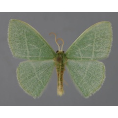 /filer/webapps/moths/media/images/R/rubripunctilla_Neromia_A_ZSM_01.jpg