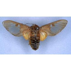 /filer/webapps/moths/media/images/B/bumba_Balacra_HT_RMCA_01.jpg