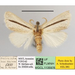 /filer/webapps/moths/media/images/N/nigrovittata_Xanthodonta_A_MGCLa_01.JPG