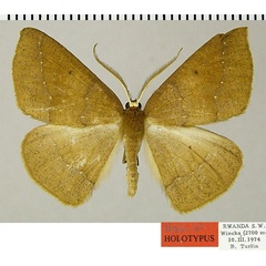 /filer/webapps/moths/media/images/A/albivertex_Psilocerea_HT_ZSMa.jpg