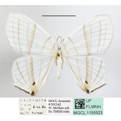 /filer/webapps/moths/media/images/E/erycinaria_Dissoprumna_A_MGCLa_02.JPG