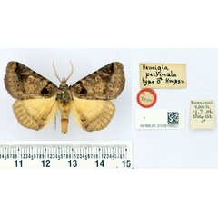 /filer/webapps/moths/media/images/P/pectinata_Remigia_HT_BMNH.jpg