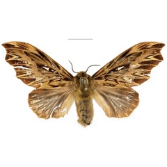 /filer/webapps/moths/media/images/E/editae_Leptometa_HT_Mueller.jpg