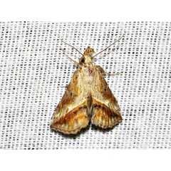 /filer/webapps/moths/media/images/P/poecilopa_Zekelita_A_Braun.jpg