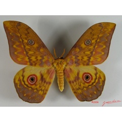 /filer/webapps/moths/media/images/A/aratus_Aurivillius_A_Albert_01.jpg