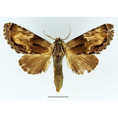 /filer/webapps/moths/media/images/C/corticicolor_Ulinella_AM_Basquin_01.jpg