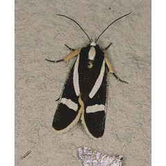 /filer/webapps/moths/media/images/F/fervida_Aegocera_A_Roland_05.jpg