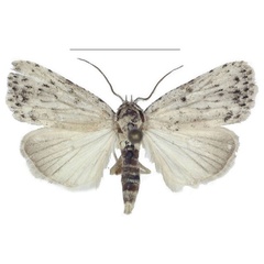 /filer/webapps/moths/media/images/T/truncata_Ezishnola_PTM_ANHRT.jpg