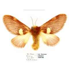 /filer/webapps/moths/media/images/A/albipuncta_Latoiola_AF_BMNH_tMQ88O3.jpg