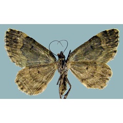 /filer/webapps/moths/media/images/V/vittata_Piercia_AF_Staudeb.jpg