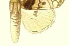 Dasychira orphnina