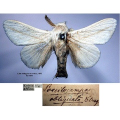 /filer/webapps/moths/media/images/O/obliquata_Labea_STM_SNHMa.jpg