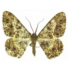 /filer/webapps/moths/media/images/M/milesi_Afroracotis_PTM_ANHRT_02.jpg