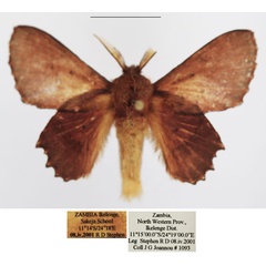 /filer/webapps/moths/media/images/M/marshalli_Stenophatna_AM_TMSA_02.jpg