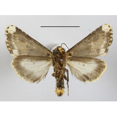 /filer/webapps/moths/media/images/F/florifera_Polytelodes_A_MGCLb_01.jpg