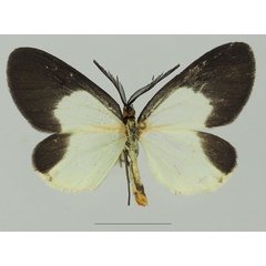 /filer/webapps/moths/media/images/D/doleris_Terina_AM_Basquina.jpg