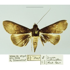 /filer/webapps/moths/media/images/M/melanoptera_Davea_PTM_MSNM.jpg