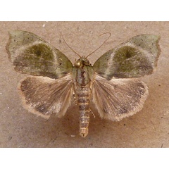 /filer/webapps/moths/media/images/S/semiviridis_Acripia_A_Butler.jpg