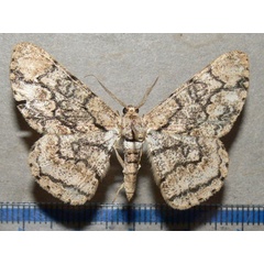 /filer/webapps/moths/media/images/C/contortilinea_Zeuctoboarmia_A_Goff_01.jpg