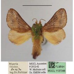 /filer/webapps/moths/media/images/N/nana_Latoia_A_MGCLa_01.JPG