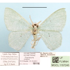 /filer/webapps/moths/media/images/C/congrua_Prasinocyma_A_MGCLa_01.jpg