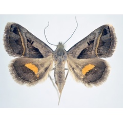 /filer/webapps/moths/media/images/T/trimeni_Acantholipes_A_NHMO_01.jpg
