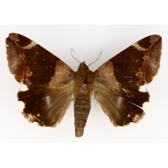 /filer/webapps/moths/media/images/L/lienardi_Achaea_AM_TMSA_01.jpg