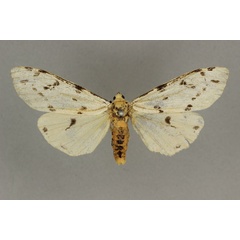 /filer/webapps/moths/media/images/P/pedunculata_Creataloum_HT_BMNH.jpg