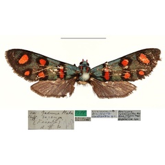 /filer/webapps/moths/media/images/V/vanstraeleni_Arniocera_HT_RBINS.jpg