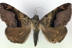 Dysgonia goniophora