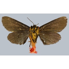 /filer/webapps/moths/media/images/G/griveaudi_Epicausis_HT_MNHNb.jpg