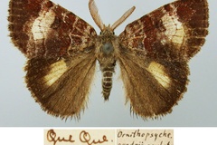 Aroa quadrimaculata