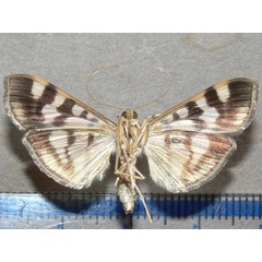 /filer/webapps/moths/media/images/B/butlerii_Syllepte_A_Goffb_01.jpg