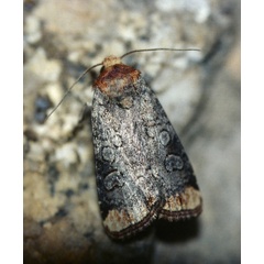 /filer/webapps/moths/media/images/C/cinerosa_Hyperfrontia_A_Roland_01.jpg
