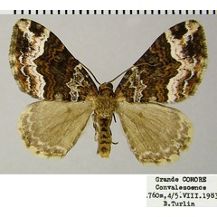 /filer/webapps/moths/media/images/D/dimorpha_Mimoclystia_AM_ZSMa.jpg