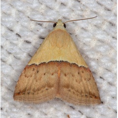 /filer/webapps/moths/media/images/C/caffrorum_Eublemma_A_Heyns_02.jpg