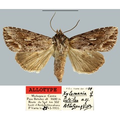 /filer/webapps/moths/media/images/B/betsileo_Xylomania_AT_MNHNa.jpg