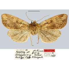 /filer/webapps/moths/media/images/D/desegaulxi_Apamea_HT_MNHN.jpg