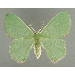 /filer/webapps/moths/media/images/N/niveisticta_Prasinocyma_AF_TMSA.jpg