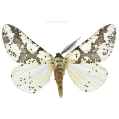 /filer/webapps/moths/media/images/Z/zambica_Nothabraxas_PTM_ANHRT.jpg