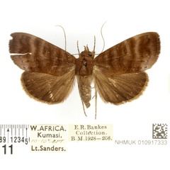 /filer/webapps/moths/media/images/L/lineosa_Avitta_AF_BMNH.jpg