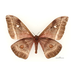 /filer/webapps/moths/media/images/O/oremansi_Bunaea_AT_RBINSb.jpg