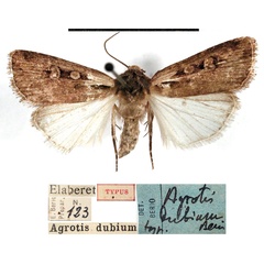 /filer/webapps/moths/media/images/D/dubium_Agrotis_HT_MSNM.jpg