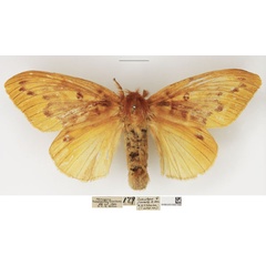 /filer/webapps/moths/media/images/O/ochraceola_Lechriolepis_AF_NHMUK_01.jpg