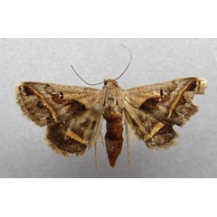 /filer/webapps/moths/media/images/T/trimeni_Acantholipes_A_Baron.jpg